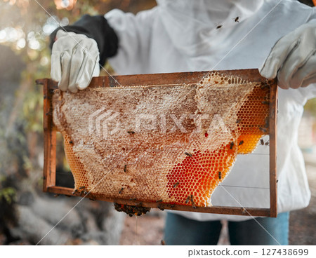 Honey, bees and beekeeper hands with honeycomb on production farm. Farming, food nutrition industry and natural sustainability harvest or farmer, beekeeping and raw organic wax ecology process 127438699