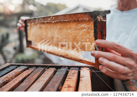 Honeycomb, beekeeping and bee farming, honey with natural product closeup with woman beekeeper for small business or hobby. Organic, raw and bee farm with harvest hive maintenance and farmer. 127438714