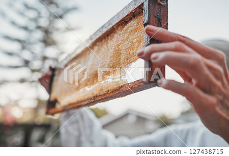 Hands, honeycomb and farm with a woman beekeeper working in the countryside on honey production. Food, frame and agriculture with a female farmer at work with honey for sustainability outdoor 127438715