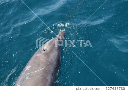Dolphin watching in the Ariake Sea, Amakusa City, Kumamoto Prefecture 127438780