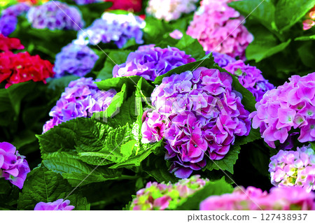 Hydrangea. The beautiful purplish-blue flowers on flowers field background, in the morning garden. 127438937