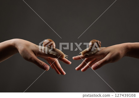 Close-up of snails on hands, symbolizing skincare, snail therapy, and natural beauty on a dark studio background. 127439108