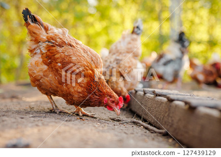 Brown hen eating from rustic feeder in countryside farmyard with warm natural light and blurred flock in background. Brown hen eating from rustic feeder in countryside farmyard with warm natural light and blurred flock in background. 127439129
