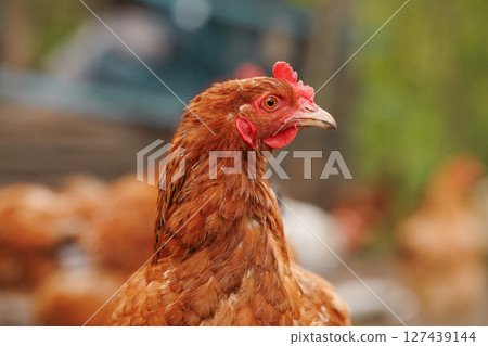 Sharp close-up of a brown domestic hen looking sideways on a rural farm background with natural soft lighting. Sharp close-up of a brown domestic hen looking sideways on a rural farm background with natural soft lighting. 127439144