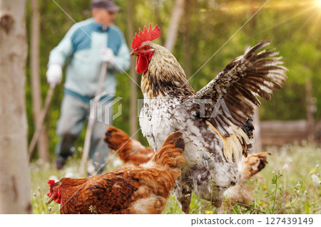 Vibrant rooster stretches wings near hens on a sunny farm while a farmer works in the background. Vibrant rooster stretches wings near hens on a sunny farm while a farmer works in the background. 127439149