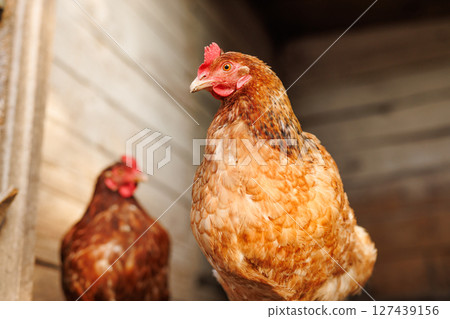 Portrait of a brown hen inside a rustic wooden coop, with a second blurred chicken in the background. 127439156