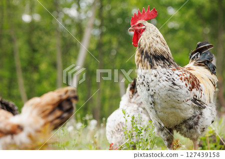 Close-up of proud rooster in outdoor farm setting with natural background and free-range chickens grazing nearby. 127439158