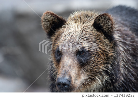A brown bear walking proudly 127439252