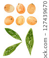 Hand-drawn watercolor illustration of loquat fruit and leaves 127439670