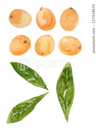 Hand-drawn watercolor illustration of loquat fruit and leaves 127439670