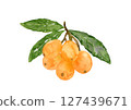Hand-drawn watercolor illustration of loquat fruit and branch with leaves 127439671