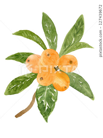 手繪水彩畫的枇杷果實和枝葉 127439672