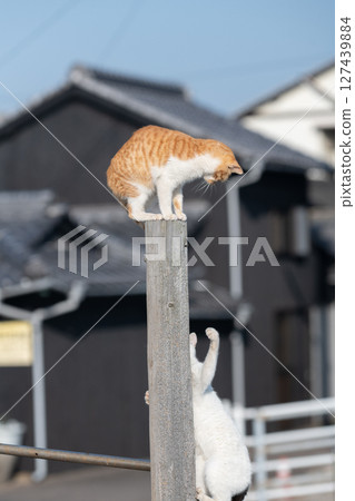Two stray cats playing while climbing a tree 127439884