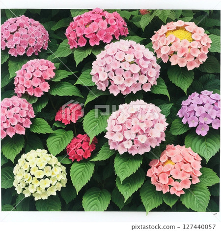 hydrangea hydrangea 127440057