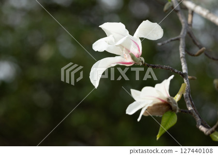 Northern Magnolia A 127440108