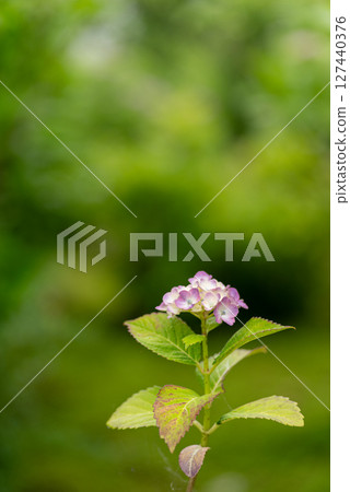 Beautiful hydrangea Beautiful hydrangea 127440376