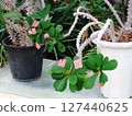 Euphorbia milii 127440625