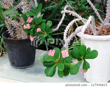Euphorbia milii 127440625