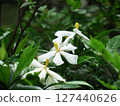Gardenia jasminoides 127440626