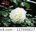 Rose Royal_Princess Rose Rosa 127440627