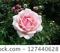 Rose Rosa 127440628
