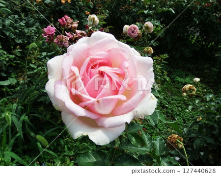 玫瑰羅莎 127440628