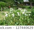 Amaryllis 127440629