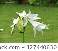 Amaryllis 127440630