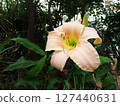 Hemerocallis 127440631