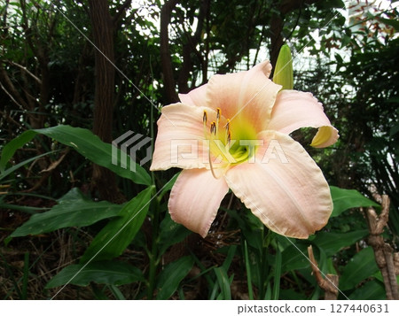 Hemerocallis 127440631