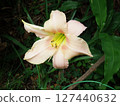 Hemerocallis 127440632