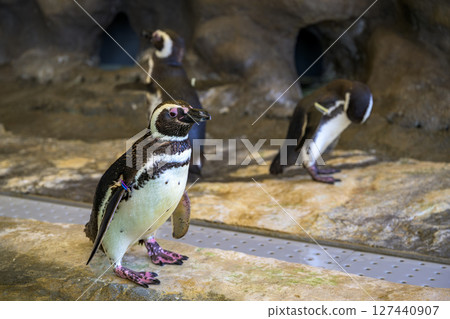 可愛的企鵝在水族箱休息 可愛的企鵝在水族箱休息 127440907