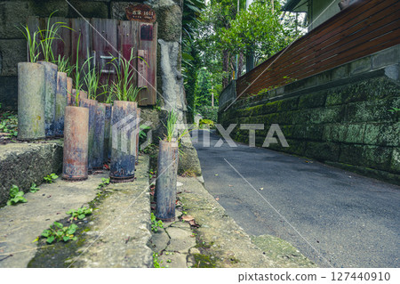 神奈川縣葉山町佐島石路兩旁的樸素植物景觀 127440910