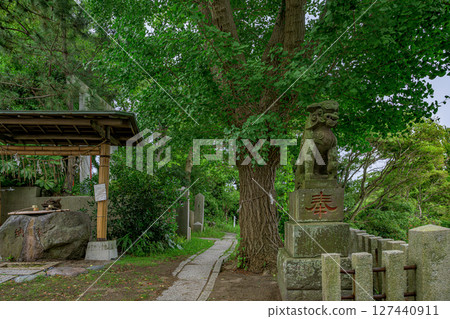 神奈川縣守山神社參道,綠樹環繞,景色清新 神奈川縣守山神社參道,綠樹環繞,景色清新 127440911