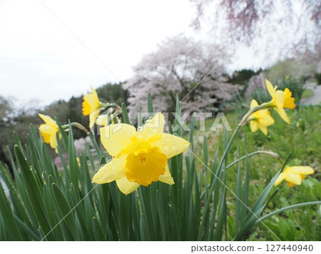 Trumpet daffodils and cherry blossoms after the rain 127440940