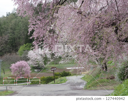 信州小川村的春天風景 信州小川村的春天風景 127440942