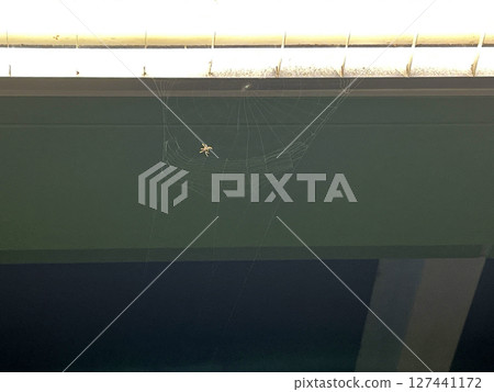 在戶外的燈光下拍攝一隻白蜘蛛結網的過程 在戶外的燈光下拍攝一隻白蜘蛛結網的過程 127441172