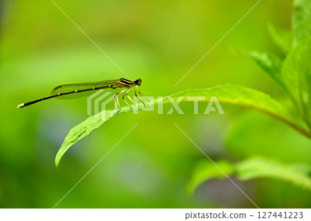 A damselfly resting on a hydrangea leaf. A damselfly resting on a hydrangea leaf. 127441223