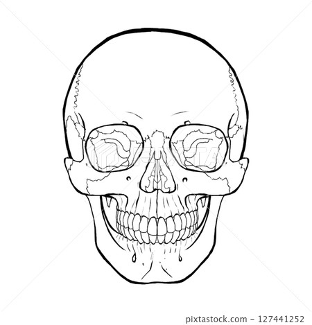現實的頭骨插圖 127441252