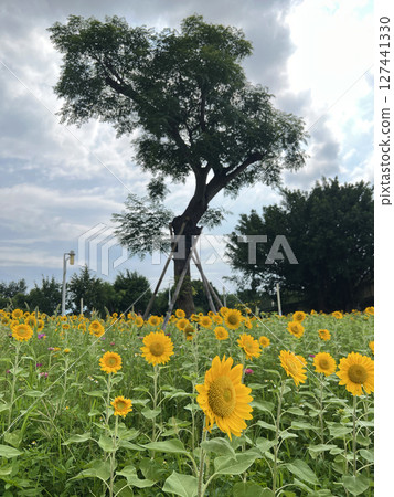 在公園裡拍攝盛開的向日葵田 127441330