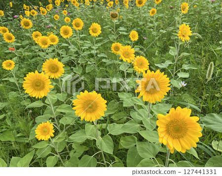 在公園裡拍攝盛開的向日葵田 127441331
