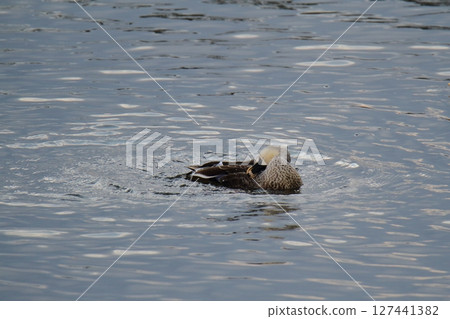 Arao City Port Wild Birds, 127441382