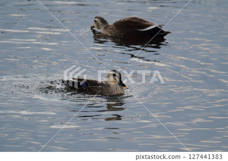 Arao City Port Wild Birds, 127441383