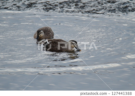 Arao City Port Wild Birds, 127441388