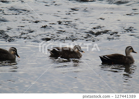 荒尾市港野生鳥類, 荒尾市港野生鳥類, 127441389