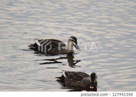 荒尾市港野生鳥類, 荒尾市港野生鳥類, 127441390