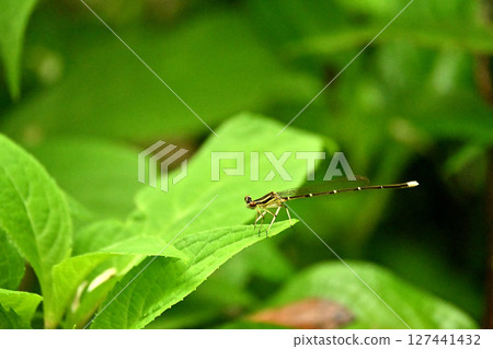 A damselfly resting on a hydrangea leaf A damselfly resting on a hydrangea leaf 127441432