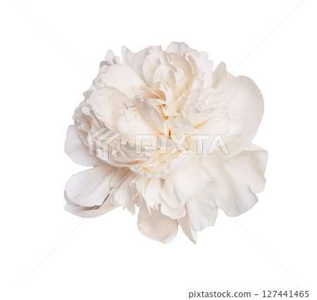 Close up isolated a beautiful white peony blossom of on a transparent background, perfect for design projects 127441465