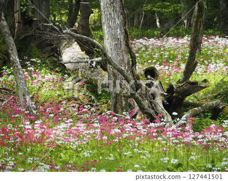 Primrose 006 Primrose 006 127441501