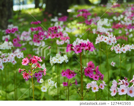 Primrose 008 Primrose 008 127441503